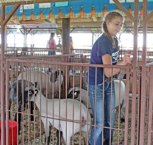 Ada Larson of Reedsburg treats her sheep with fly spray during the Sauk County Fair Sunday morning. (Photos by Heather Stanek)