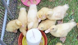 Ducklings run around in an enclosure at Narrows Creek Garden.