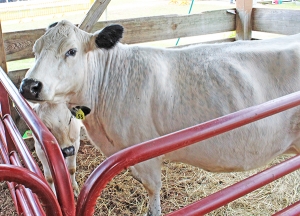 These cows were shown by Alice Repka of Narrows Creek 4-H. (Photos by Heather Stanek)